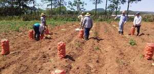 Productores amenazan con movilizaciones si no mejora el mercado de la papa en Paraguarí  - Economía - ABC Color