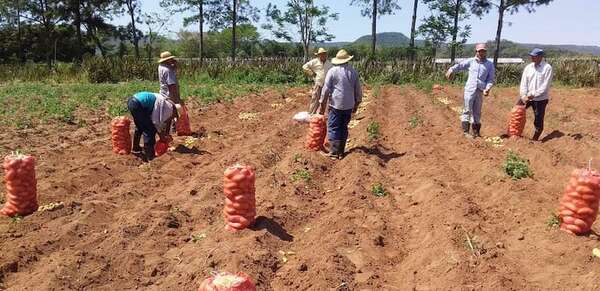 Productores amenazan con movilizaciones si no mejora el mercado de la papa en Paraguarí  - Economía - ABC Color