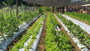 Mujeres rurales de Cordillera impulsan su producción con tecnología, pasando de 70 a 400 plantas