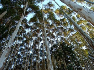 Certificación ambiental abre puertas a la exportación paraguaya de productos forestales