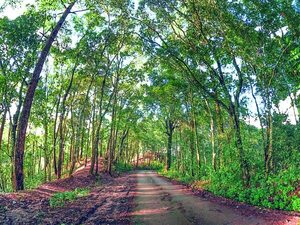 Paraguay y Bolivia bonos de carbono y financiamiento verde