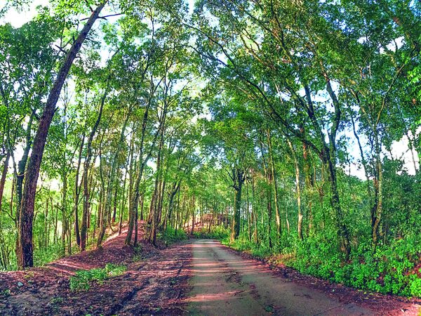 Paraguay y Bolivia bonos de carbono y financiamiento verde