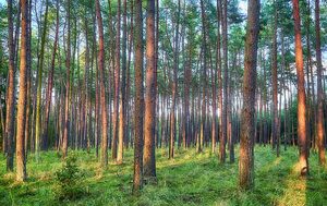 Forestería en Bolivia: inversiones, empleo y oportunidades verdes