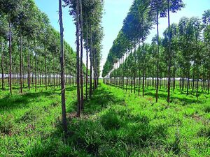 Paraguay busca liderar mercado de carbono y finanzas sostenibles