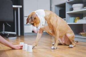 Explorando la memoria en perros y gatos: secretos que transforman su interacción contigo - Mascotas - ABC Color