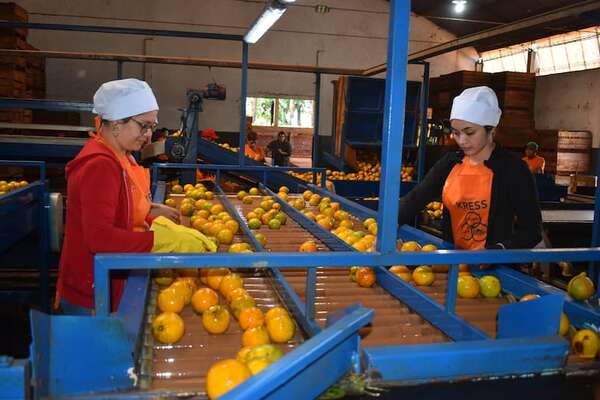 Frutika: sembrando innovación, cosechando éxito - ABC Rural - ABC Color