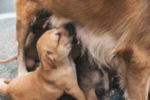 El destete en perros: cuándo y cómo hacerlo de manera saludable - Mascotas - ABC Color