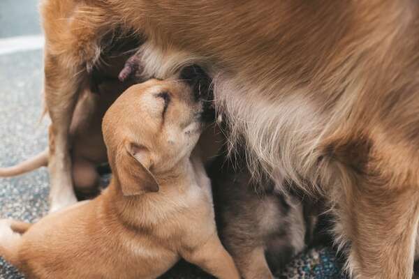 El destete en perros: cuándo y cómo hacerlo de manera saludable - Mascotas - ABC Color