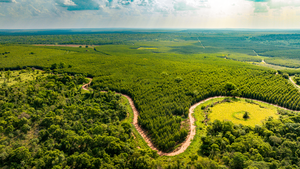 Paracel impulsa el manejo forestal responsable y sostenible