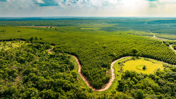 Paracel impulsa el manejo forestal responsable y sostenible