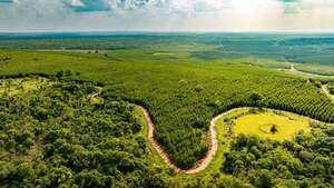 Paracel: Transforman el norte del país con manejo forestal responsable y sostenible - Negocios - ABC Color