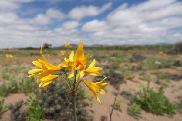 Miles de flores tiñen de color el árido desierto de Atacama, un fenómeno único en el mundo - Mundo - ABC Color