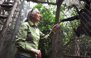 Jane Goodall, ícono de la conservación, muere a los 91 años en EE.UU. - Ciencia - ABC Color