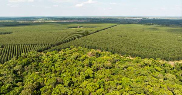 La Nación / Paracel, una empresa líder en manejo forestal responsable y sostenible