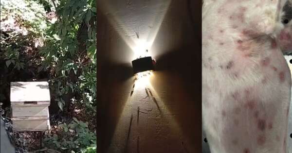 Diario HOY | Abejas africanas tienen en vilo a todo un barrio: mascotas y niños ya fueron picados