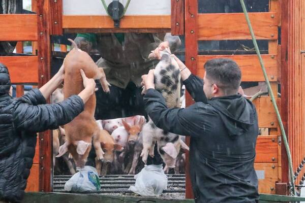 Gobernación entregó cerdos a productores