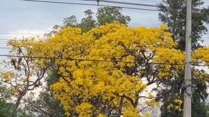 El tajy amarillo tiñe de belleza la ciudad y el campo - Concepción al Día
