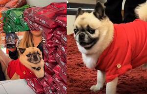 Popular / "Rocco" repartió donaciones por el mes de los animales 