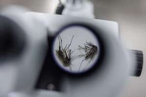 Abre en Brasil la mayor fábrica del mundo de mosquitos para combatir el dengue - Mundo - ABC Color