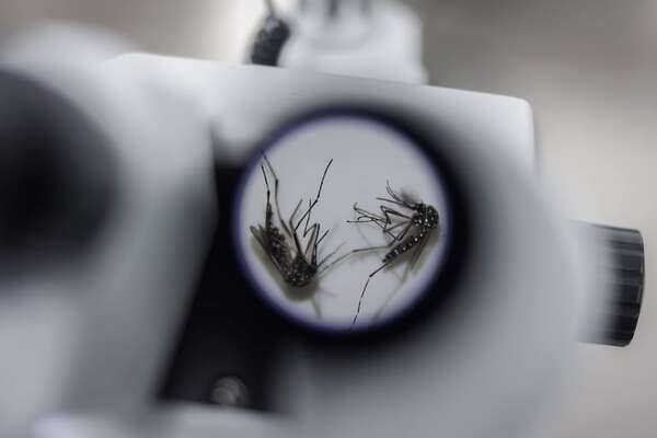 Abre en Brasil la mayor fábrica del mundo de mosquitos para combatir el dengue - Mundo - ABC Color
