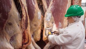 Clima e incertidumbre recortan la faena en Argentina, pero sube el rendimiento por animal