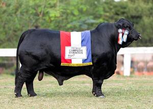 Este viernes, El Rodeo remata genética de punta Brangus y Braford de Rural Ganadera en Pilar