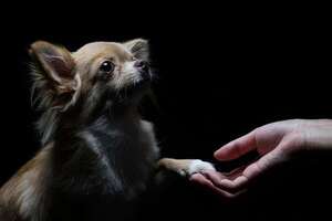 ¿Por qué tiembla el chihuahua? Un análisis de su fisiología y emociones - Mascotas - ABC Color