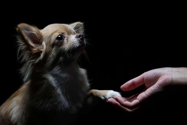 ¿Por qué tiembla el chihuahua? Un análisis de su fisiología y emociones - Mascotas - ABC Color