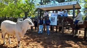 El Brahman de Corral 2025 tuvo genética de alto nivel y excelentes negocios
