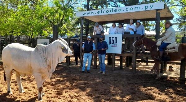 El Brahman de Corral 2025 tuvo genética de alto nivel y excelentes negocios