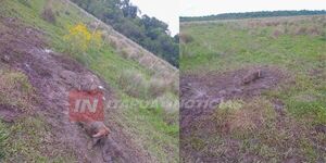 ABIGEOS HABRÍAN FAENADO DOS VACAS EN CNEL. BOGADO 