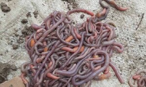 Lombriceros exigen la destitución de una fiscala tras polémica incautación en Ayolas – Prensa 5