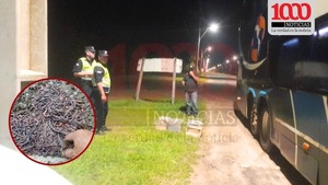 Lombriceros exigen destitución de fiscal tras polémica incautación en Ayolas