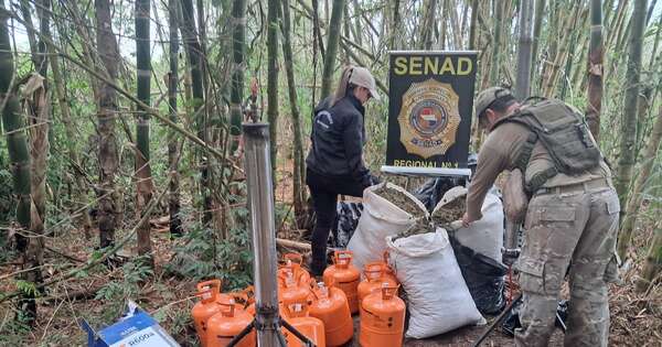 Diario HOY | Desmantelan laboratorio de extracción de resina de cannabis