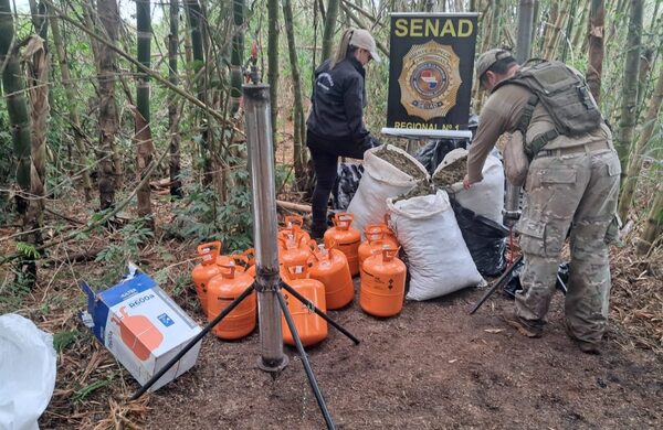 Senad desmantela laboratorio de resina de cannabis y quema más de una tonelada de marihuana en Amambay - El Trueno