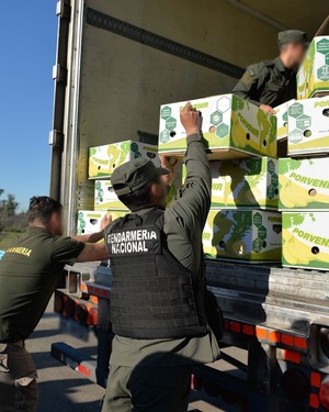 Es otro ‘bananero’: operativo «Banana Sape» que desbarató 444 kilos de cocaína