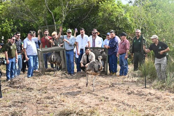 Histórica reinserción de animales silvestres a su hábitat natural | Unicanal