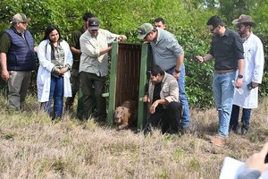Yacyretá inicia histórica reinserción a sus hábitat naturales de ejemplares de animales silvestres nacidos en cautiverio