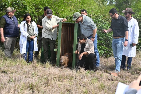 Yacyretá inicia histórica reinserción a sus hábitat naturales de ejemplares de animales silvestres nacidos en cautiverio
