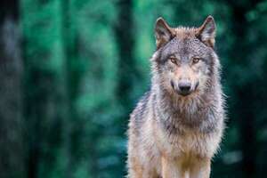 Estudio revela: lobos temen más a humanos que a otros depredadores - Ciencia - ABC Color