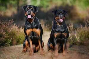 Todo lo que tenés que entender sobre el instinto guardián del rottweiler - Mascotas - ABC Color
