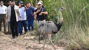 Yacyretá liberó a animales silvestres nacidos en cautiverio