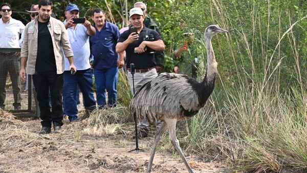 Yacyretá liberó a animales silvestres nacidos en cautiverio