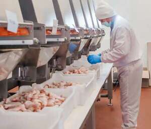 Caída en envíos de carne aviar contrasta con mayor exportación de los subproductos - Economía - ABC Color
