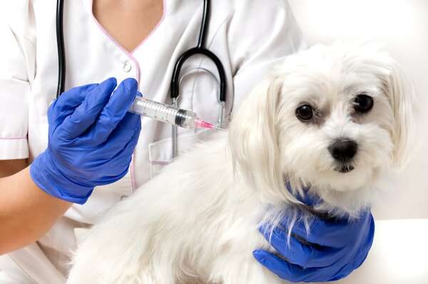 AutoCan 2025: ofrecen vacunación gratuita contra la rabia, para perros y gatos - Mascotas - ABC Color