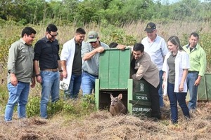 Yacyretá inicia histórica reinserción de animales silvestres nacidos en cautiverio - ADN Digital