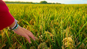 El arroz paraguayo suma divisas: exportaciones superaron US$ 440 millones en 2024