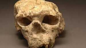 Un cráneo de un millón de años podría reescribir la historia de la evolución humana