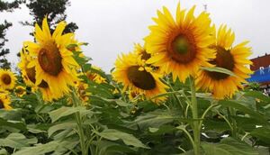 Girasol: la nueva alternativa que busca arraigarse en el Chaco paraguayo