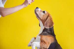 El beagle y su insaciable apetito: ¿glotonería o instinto ancestral en acción? - Mascotas - ABC Color